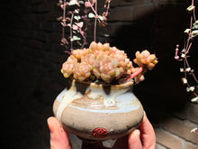 Load image into Gallery viewer, Set I (rooted with pot) | 组合I (已服盆)