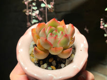 Load image into Gallery viewer, Set I (rooted with pot) | 组合I (已服盆)