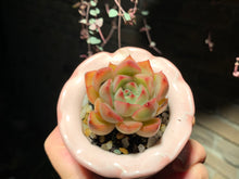 Load image into Gallery viewer, Set I (rooted with pot) | 组合I (已服盆)