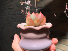 Load image into Gallery viewer, Set I (rooted with pot) | 组合I (已服盆)