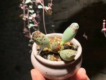 Load image into Gallery viewer, Set I (rooted with pot) | 组合I (已服盆)