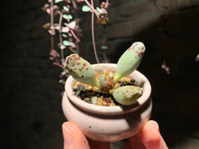 Load image into Gallery viewer, Set I (rooted with pot) | 组合I (已服盆)