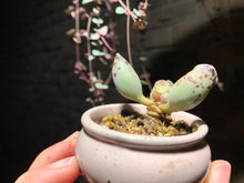 Load image into Gallery viewer, Set I (rooted with pot) | 组合I (已服盆)