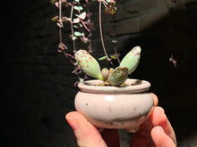 Load image into Gallery viewer, Set I (rooted with pot) | 组合I (已服盆)