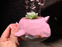 Load image into Gallery viewer, Set I (rooted with pot) | 组合I (已服盆)