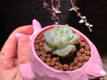 Load image into Gallery viewer, Set I (rooted with pot) | 组合I (已服盆)