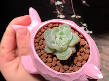 Load image into Gallery viewer, Set I (rooted with pot) | 组合I (已服盆)