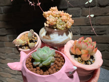 Load image into Gallery viewer, Set I (rooted with pot) | 组合I (已服盆)