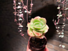 Load image into Gallery viewer, Set J (rooted with pot) | 组合J (已服盆)