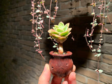 Load image into Gallery viewer, Set J (rooted with pot) | 组合J (已服盆)