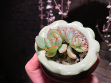 Load image into Gallery viewer, Set J (rooted with pot) | 组合J (已服盆)