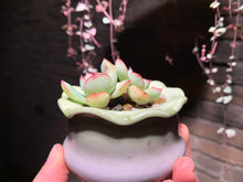 Load image into Gallery viewer, Set J (rooted with pot) | 组合J (已服盆)