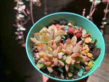 Load image into Gallery viewer, Set J (rooted with pot) | 组合J (已服盆)