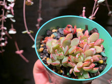 Load image into Gallery viewer, Set J (rooted with pot) | 组合J (已服盆)