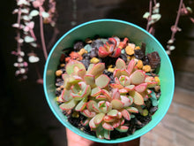 Load image into Gallery viewer, Set J (rooted with pot) | 组合J (已服盆)