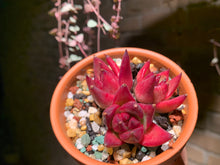 Load image into Gallery viewer, Set J (rooted with pot) | 组合J (已服盆)