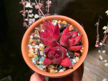 Load image into Gallery viewer, Set J (rooted with pot) | 组合J (已服盆)