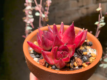 Load image into Gallery viewer, Set J (rooted with pot) | 组合J (已服盆)