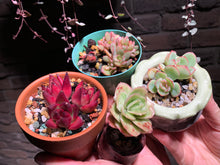 Load image into Gallery viewer, Set J (rooted with pot) | 组合J (已服盆)