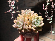 Load image into Gallery viewer, Set K (rooted with pot) | 组合K (已服盆)