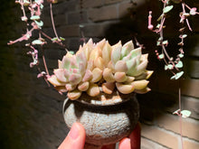 Load image into Gallery viewer, Set K (rooted with pot) | 组合K (已服盆)