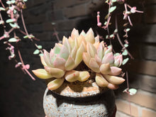 Load image into Gallery viewer, Set K (rooted with pot) | 组合K (已服盆)