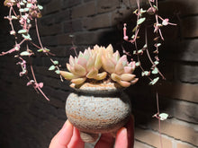 Load image into Gallery viewer, Set K (rooted with pot) | 组合K (已服盆)