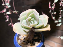 Load image into Gallery viewer, Set K (rooted with pot) | 组合K (已服盆)