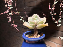 Load image into Gallery viewer, Set K (rooted with pot) | 组合K (已服盆)