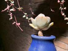 Load image into Gallery viewer, Set K (rooted with pot) | 组合K (已服盆)