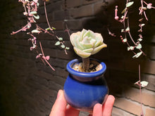 Load image into Gallery viewer, Set K (rooted with pot) | 组合K (已服盆)