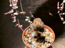 Load image into Gallery viewer, Set K (rooted with pot) | 组合K (已服盆)