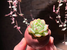 Load image into Gallery viewer, Set K (rooted with pot) | 组合K (已服盆)