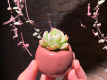 Load image into Gallery viewer, Set K (rooted with pot) | 组合K (已服盆)