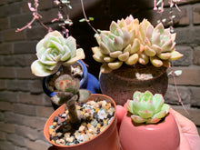 Load image into Gallery viewer, Set K (rooted with pot) | 组合K (已服盆)