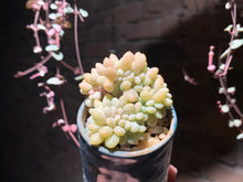 Load image into Gallery viewer, 【PICKUP ONLY】Set L (rooted with pot) | 组合L (已服盆)