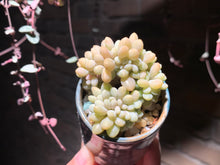 Load image into Gallery viewer, 【PICKUP ONLY】Set L (rooted with pot) | 组合L (已服盆)