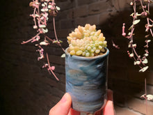 Load image into Gallery viewer, 【PICKUP ONLY】Set L (rooted with pot) | 组合L (已服盆)