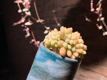 Load image into Gallery viewer, 【PICKUP ONLY】Set L (rooted with pot) | 组合L (已服盆)