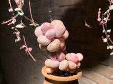 Load image into Gallery viewer, 【PICKUP ONLY】Set L (rooted with pot) | 组合L (已服盆)