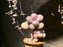 Load image into Gallery viewer, 【PICKUP ONLY】Set L (rooted with pot) | 组合L (已服盆)