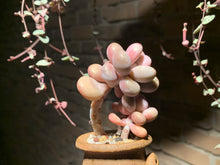 Load image into Gallery viewer, 【PICKUP ONLY】Set L (rooted with pot) | 组合L (已服盆)