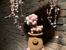 Load image into Gallery viewer, 【PICKUP ONLY】Set L (rooted with pot) | 组合L (已服盆)