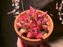 Load image into Gallery viewer, 【PICKUP ONLY】Set L (rooted with pot) | 组合L (已服盆)