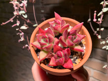 Load image into Gallery viewer, 【PICKUP ONLY】Set L (rooted with pot) | 组合L (已服盆)