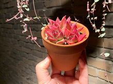 Load image into Gallery viewer, 【PICKUP ONLY】Set L (rooted with pot) | 组合L (已服盆)