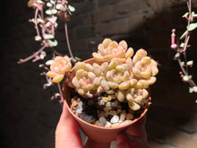 Load image into Gallery viewer, 【PICKUP ONLY】Set L (rooted with pot) | 组合L (已服盆)