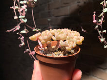 Load image into Gallery viewer, 【PICKUP ONLY】Set L (rooted with pot) | 组合L (已服盆)