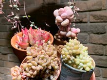 Load image into Gallery viewer, 【PICKUP ONLY】Set L (rooted with pot) | 组合L (已服盆)