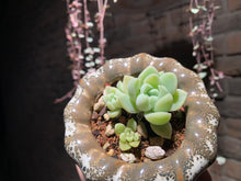 Load image into Gallery viewer, Set M (rooted with pot) | 组合M (已服盆)